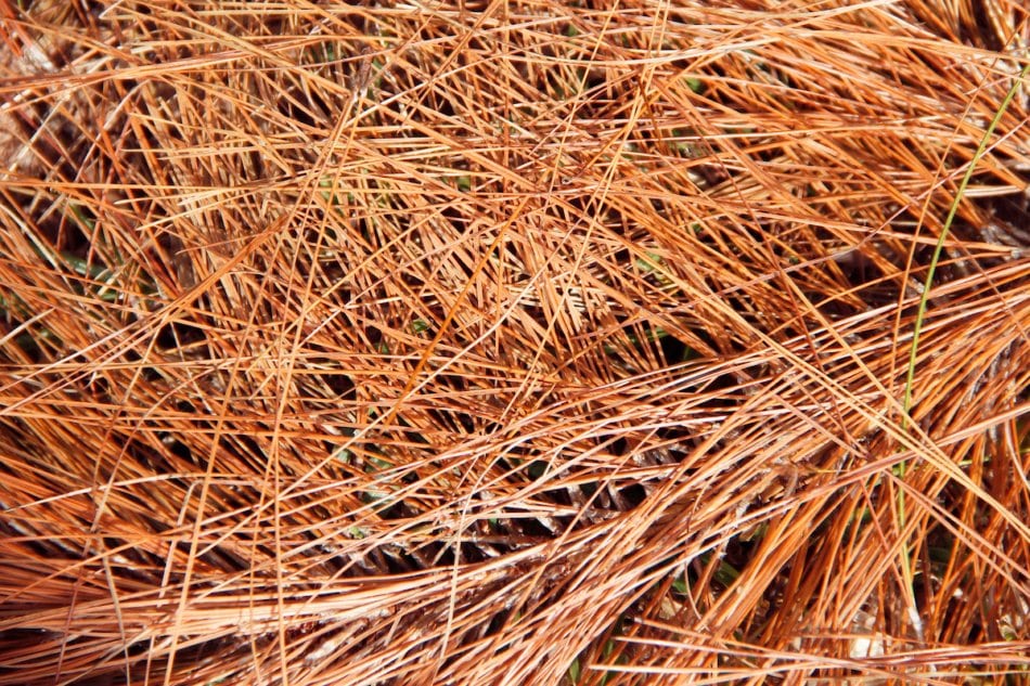 Close-up of dried pine leaves on the ground pattern background texture.