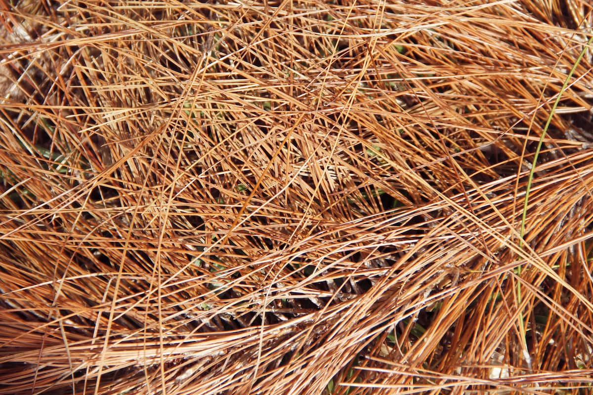 Close-up of dried pine leaves on the ground pattern background texture.