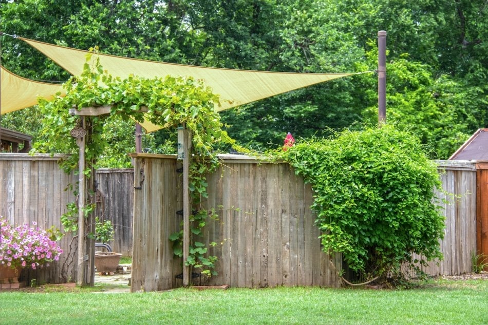 Garden or party area shaded by sun sails and an umbrella behind privacy fence with open gate  with vines growing on a trellis and on rustic fence and flowers outside - summer trees in background.