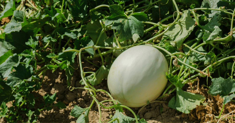 A honeydew melon on the vine waiting to be harvested.