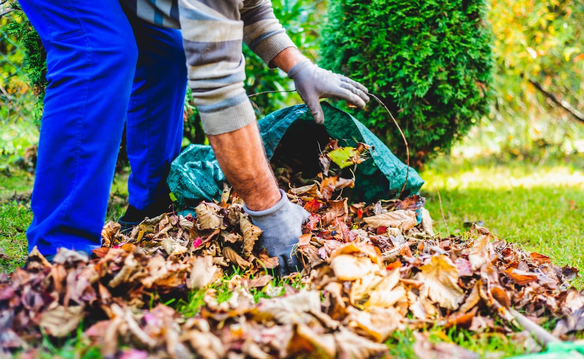 Man rakes withered and colorful leaves in the garden.
