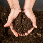 close up hand holding soil peat moss