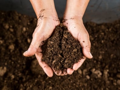 7 Peat Moss Alternatives That Are Better For The Planet featured image