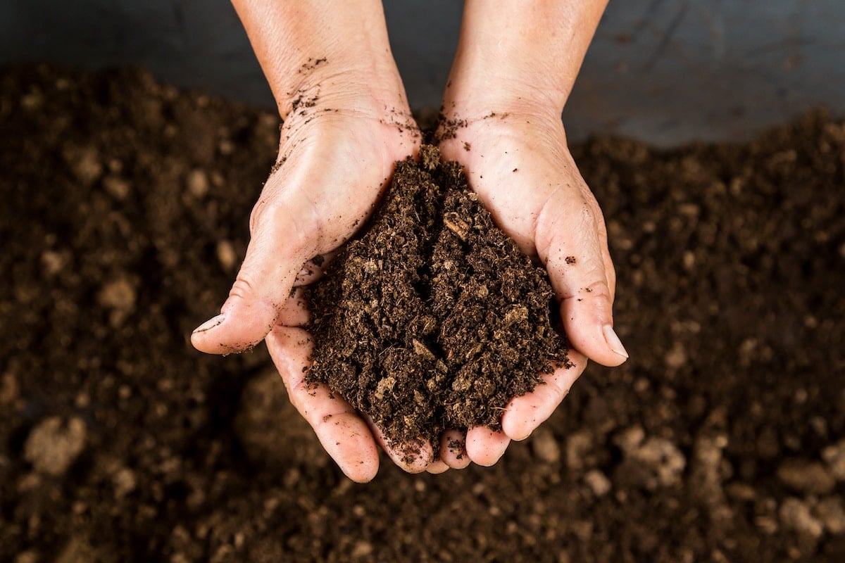 Why Is Peat Moss Bad For Plants?