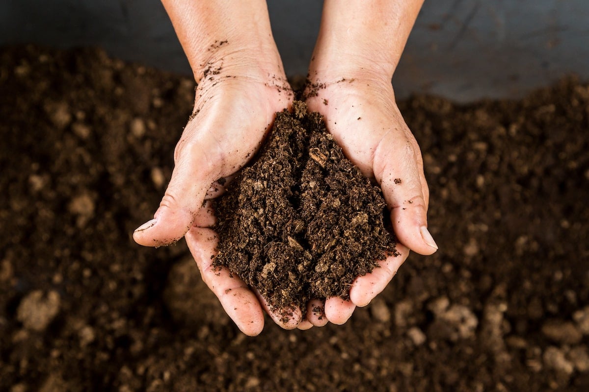 7 Peat Moss Alternatives That Are Better For The Planet - Farmers