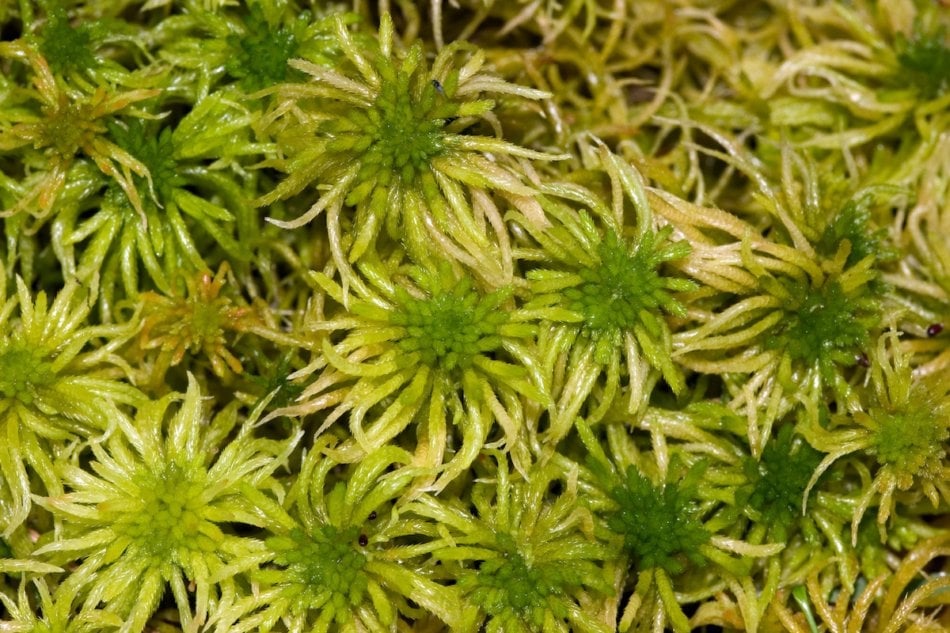 SPHAGNUM MOSS - Have you heard of it? I've been using it for a few