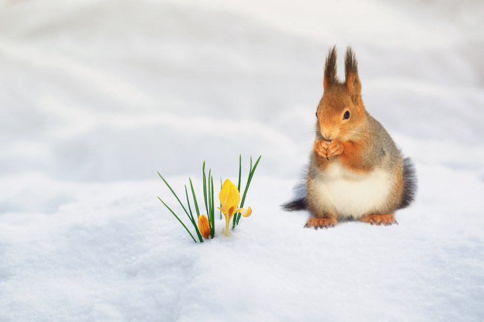 Canadian Red squirrel snacking in the snow by crocus flowers.