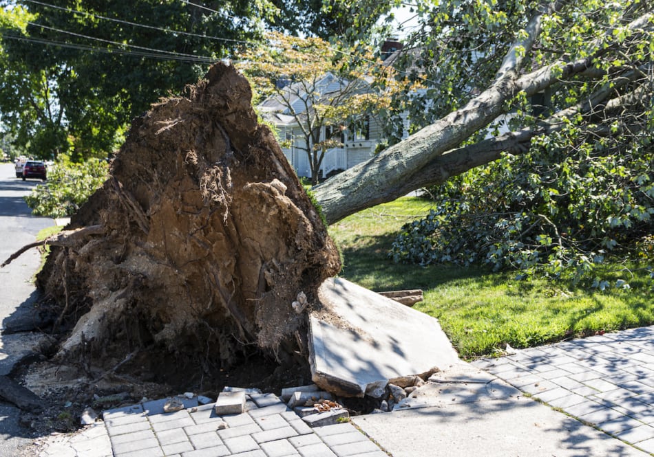 Aftermath of a large tree that has fallen during a thunderstorm and ripped up the sidewalk and driveway.