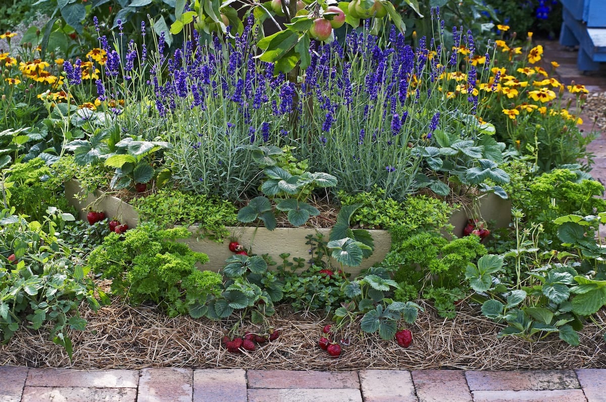Strawberries, lavender and apples in a fruit and vegetable garden