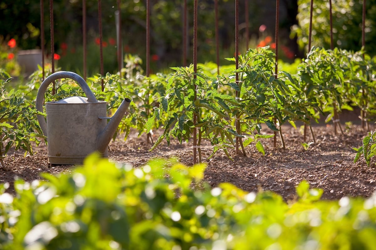 Watering can near garden.