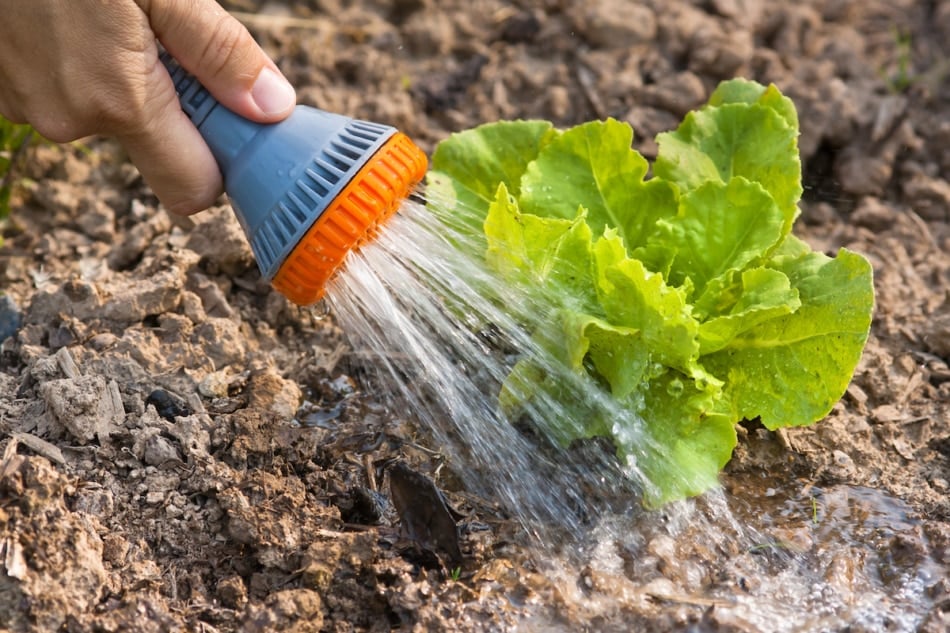 hand watering green lettuce in the vegetable garden.