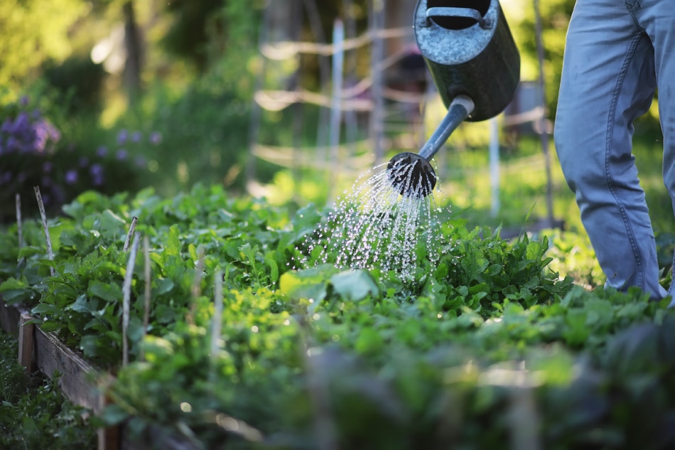 Man farmer watering a vegetable garden in the evening at sunset.