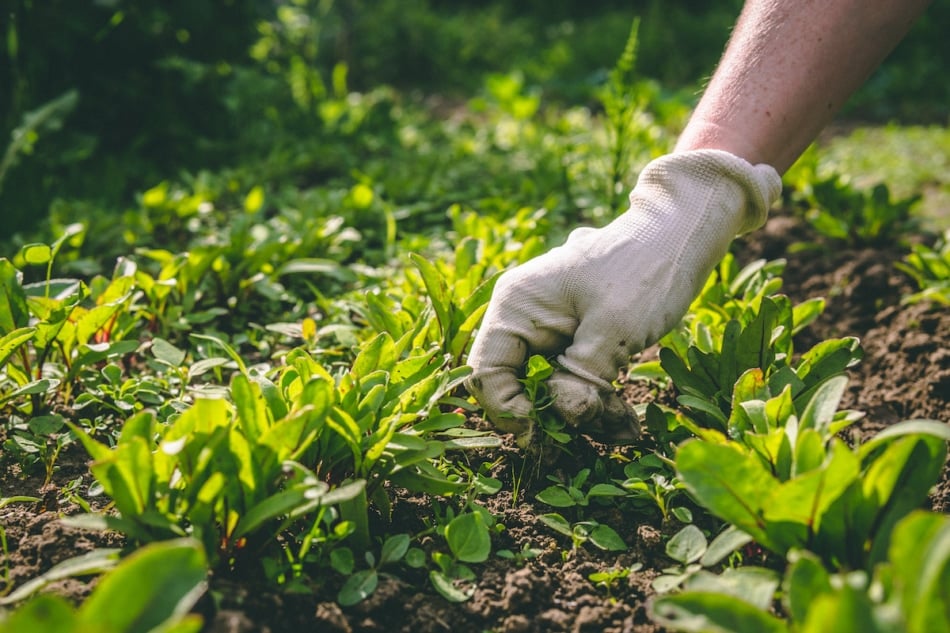 A woman weeds her hands in the gloves of a plant in the garden.