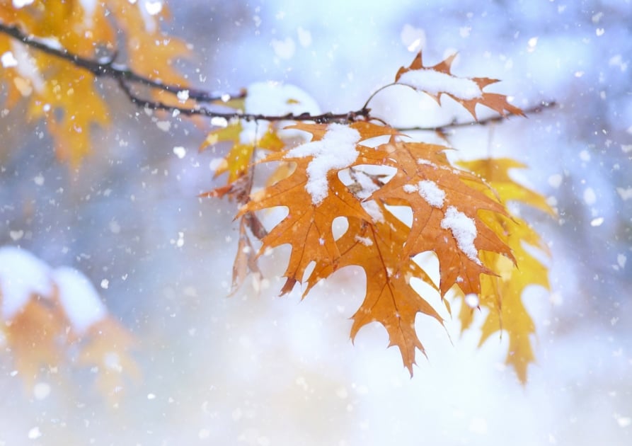 https://www.farmersalmanac.com/wp-content/uploads/2021/08/Fall-leaves-snow_as125699589-893x630.jpeg