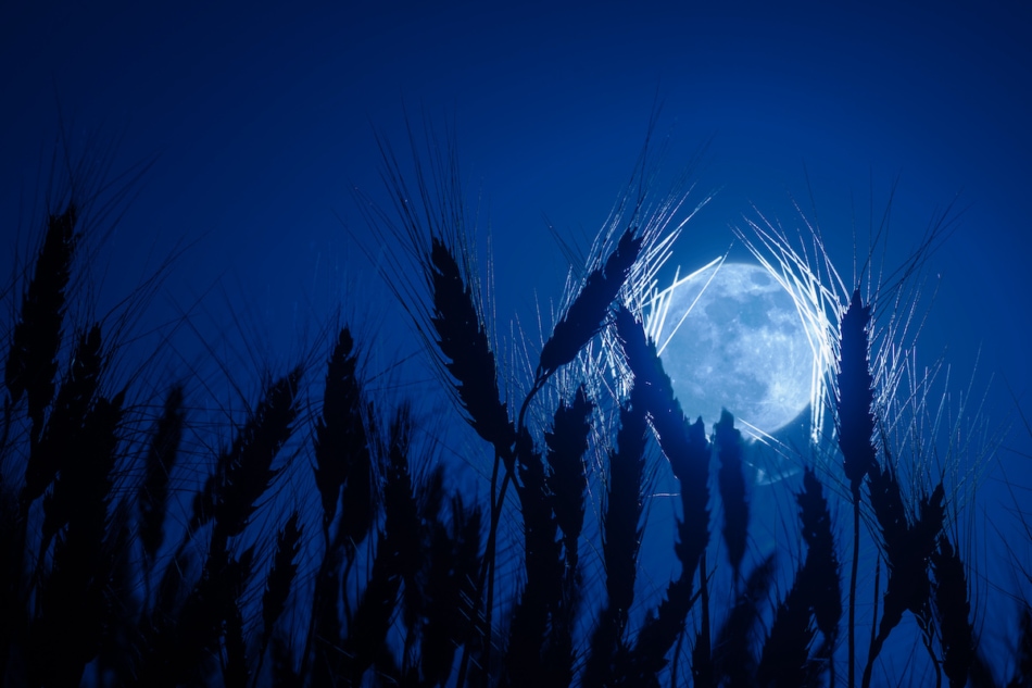 Silhouetts wheat in background of full moon, night agricultural landscape.