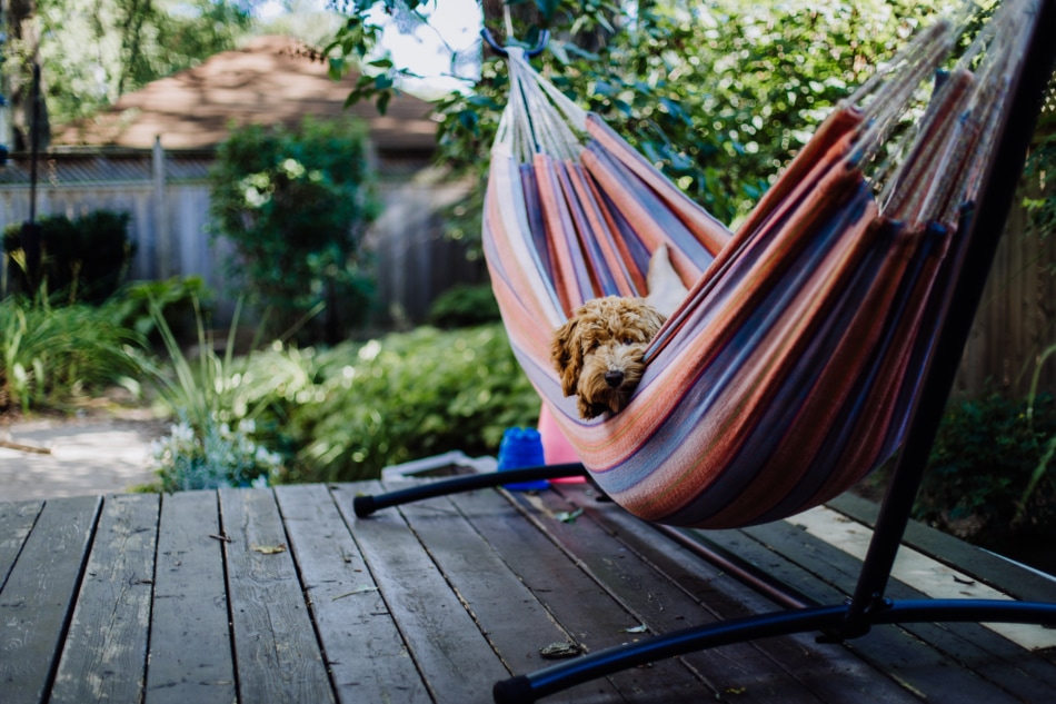 Dog in a hammock.