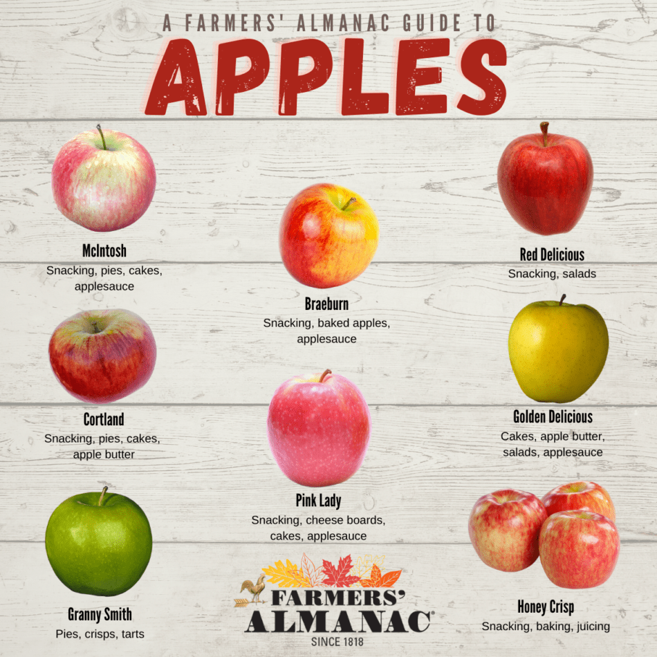 Apple varieties infographic.