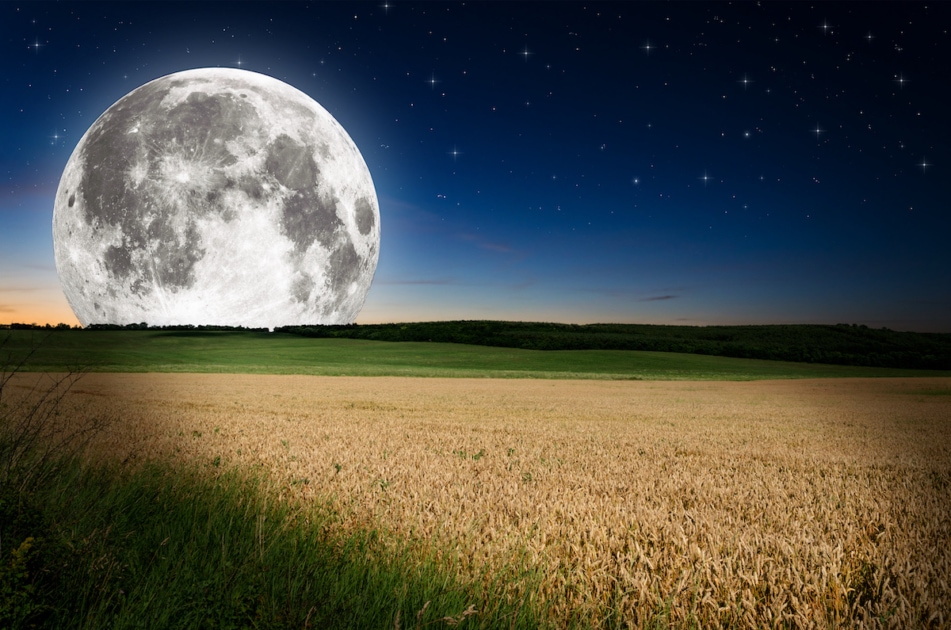 full Harvest Moon field of wheat.