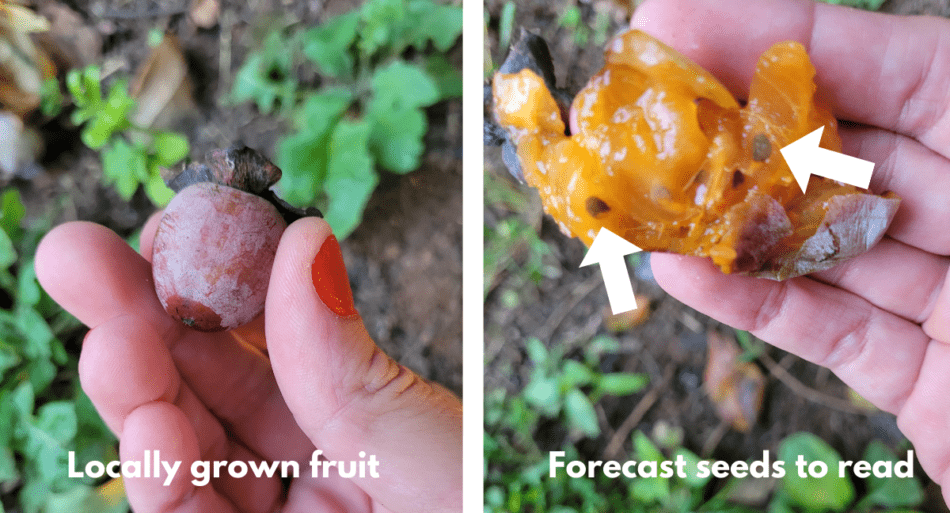 Persimmon seed winter forecast
