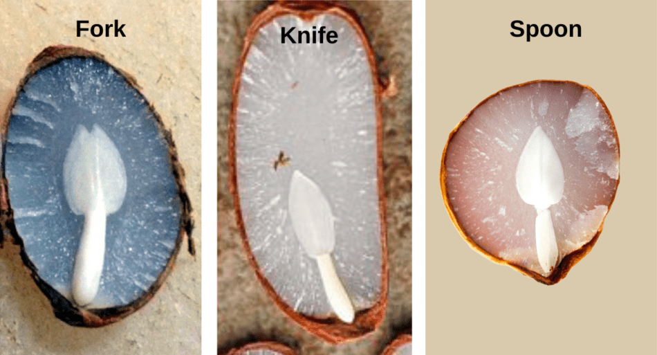 Examples of persimmon seed cotyledons.