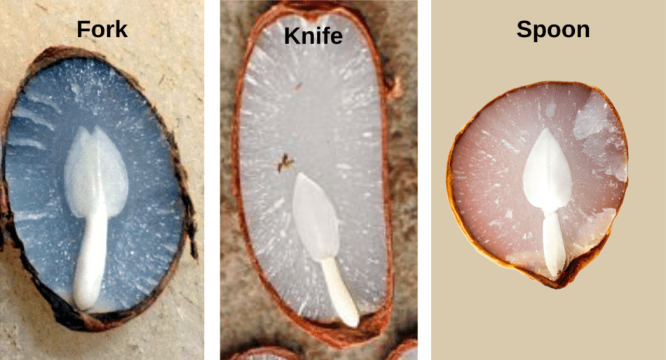 fork knife spoon persimmon seeds.