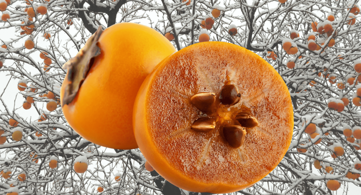 persimmon cut open on snowy background