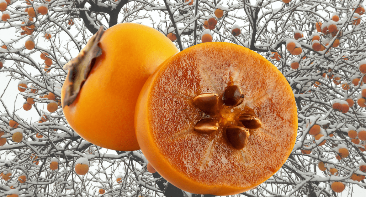 Persimmon Seed Winter Forecast 202122 Farmers' Almanac Plan Your