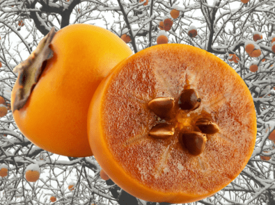 Persimmon Seed Winter Forecast 2021-22 featured image