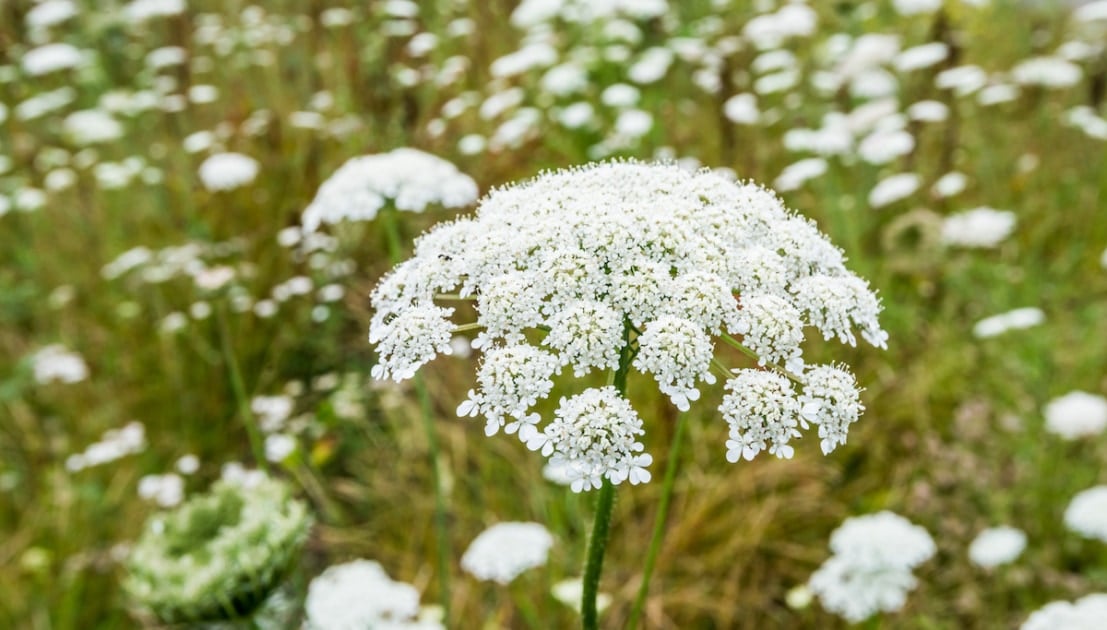 Queen Anne’s Lace - White