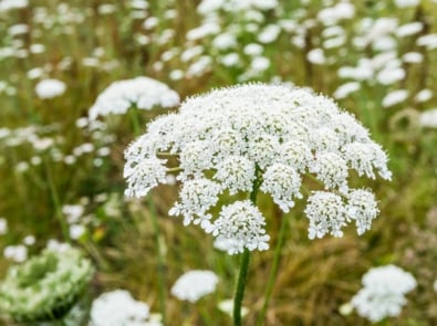 Queen Anne’s Lace: More Than A Wild Carrot featured image