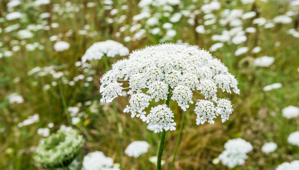 Queen Anne's Lace: Facts & Folklore - Farmers' Almanac