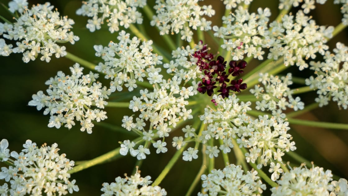 Queen Anne's Lace Facts & Folklore Farmers' Almanac