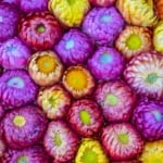 The colorful straw flowers background.