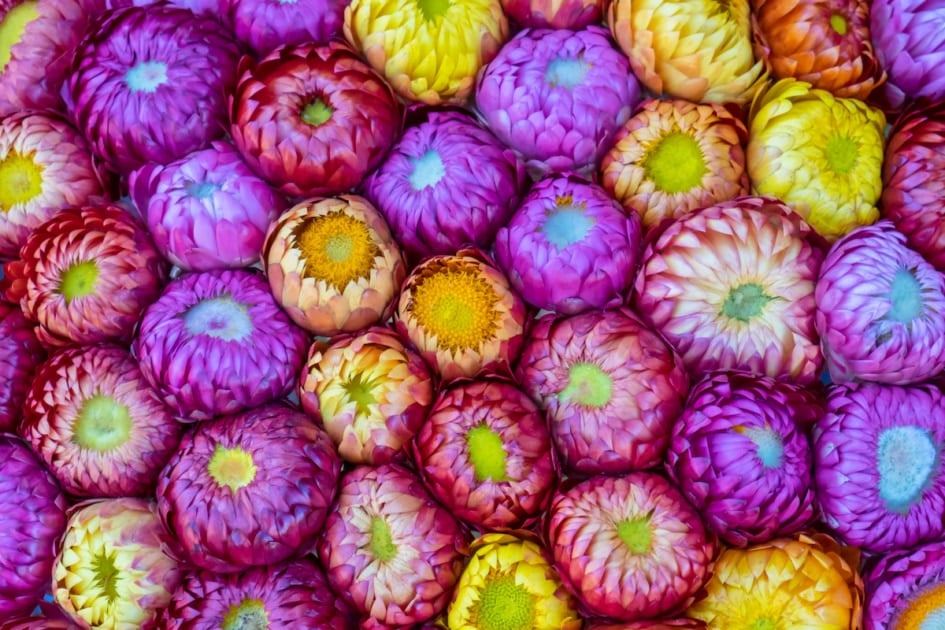 The colorful straw flowers background.