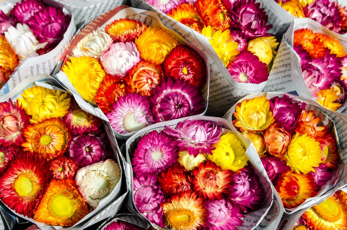 How To Grow And Care For Strawflowers, An Everlasting Beauty Farmers' Almanac Plan Your Day