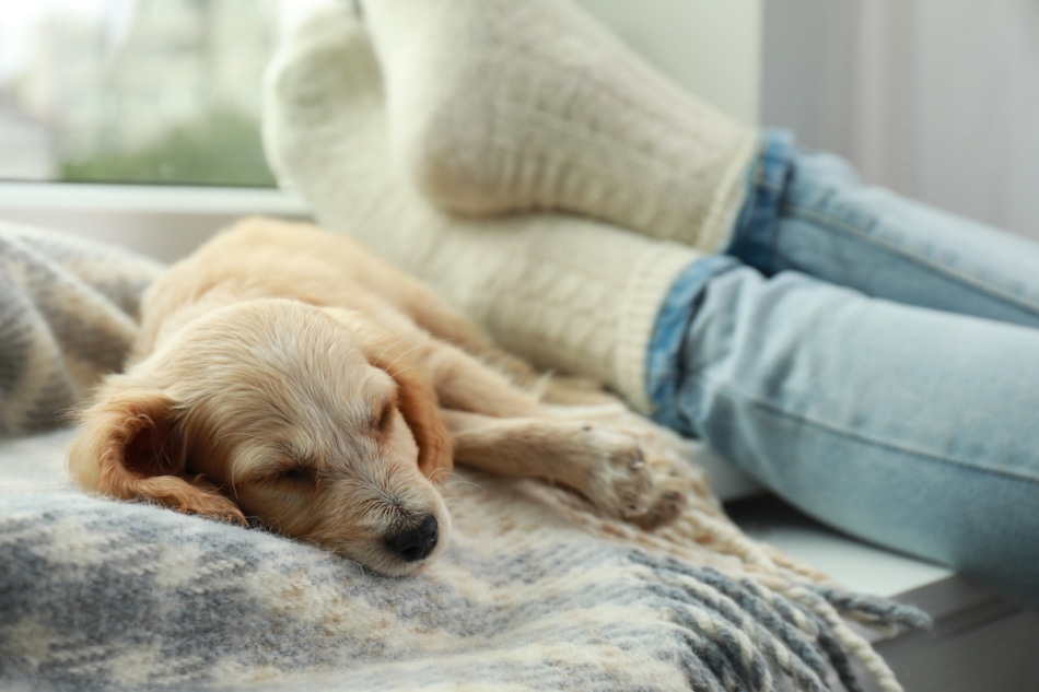 Cute English Cocker Spaniel puppy sleeping on blanket near owner indoors.