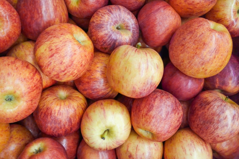 Gala apples are harvested during October. 