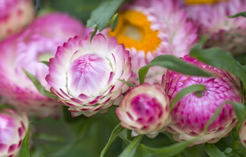 Strawflowers (Helichrysum) - Dark Pink - Dried Flowers - DIY