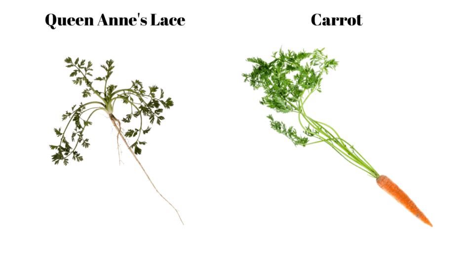 Queen Anne's Lace: Facts & Folklore - Farmers' Almanac