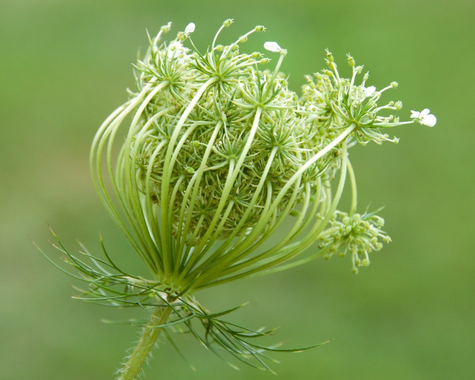 close up of closed Queen Anne's lace flower just before blooming.