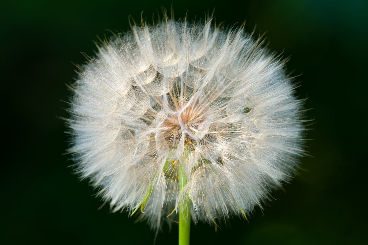 A salsify seed head, a large white puff that resembles a giant dandelion.