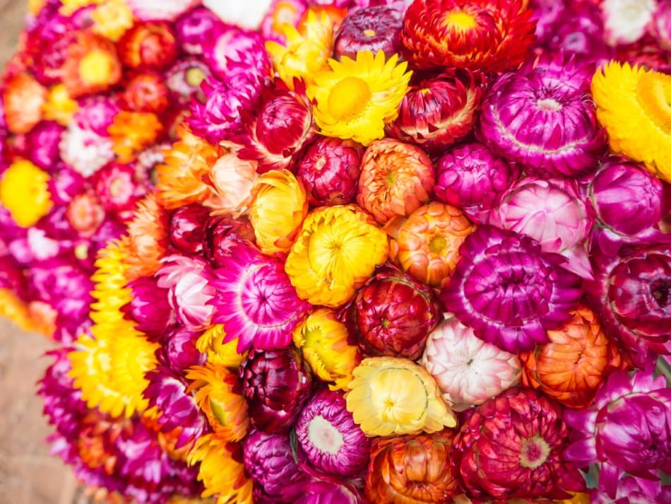 beautiful strawflower, dry flower