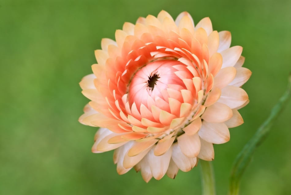 Strawflower brachts unfurling.