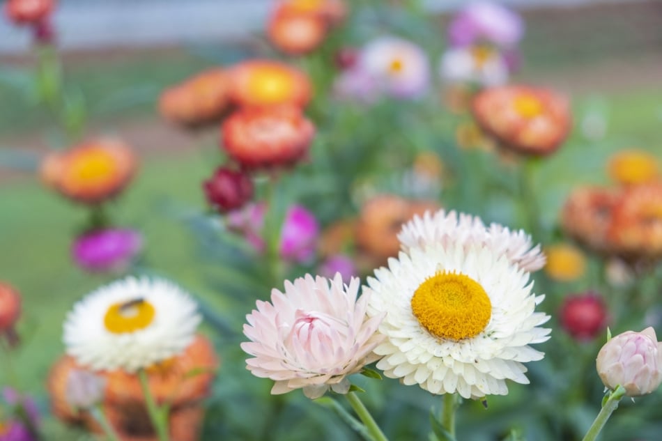 Dried White Everlasting Straw Flowers Natural White Daisies Dry