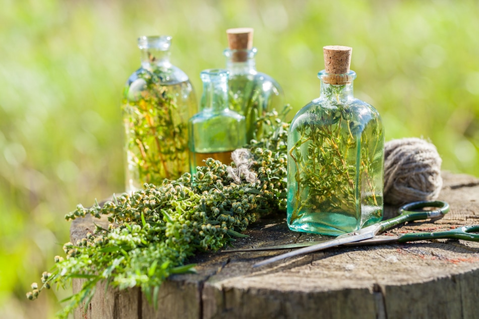 Infused herbal vinegars in glass jars.