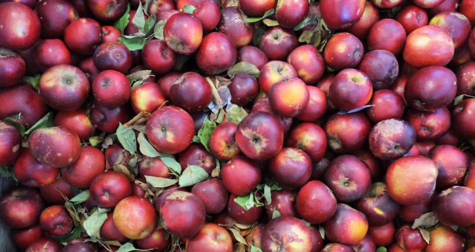 Arkansas Black Apples.