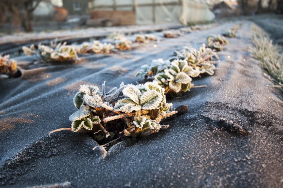 frost covered plants in the garden.