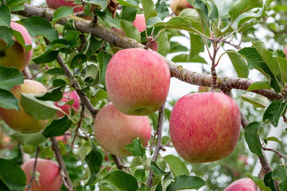 Fuji apples are harvested during late October.