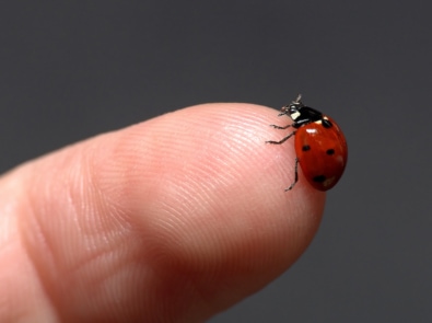 Seeing Ladybugs? What Does It Mean? featured image