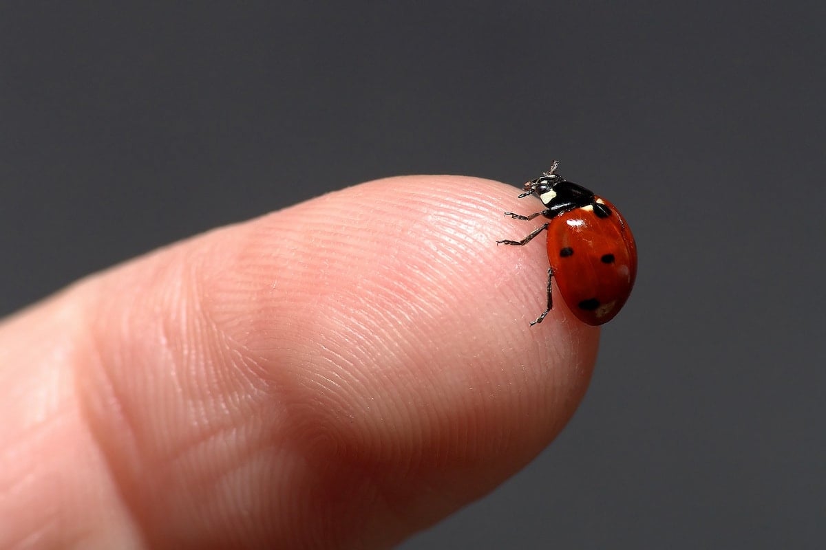 That's no ladybug invading your house